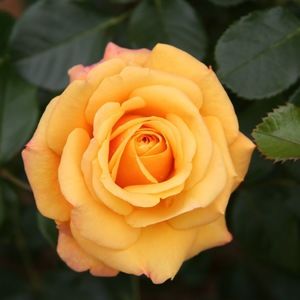 Meet your Posher, Grace